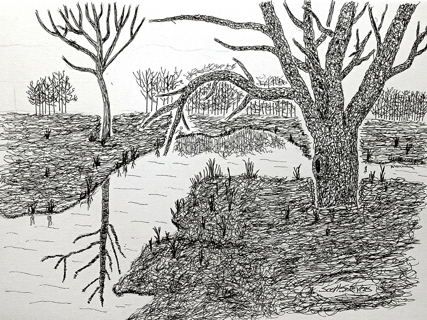 A pen and ink drawing of a tree reflected in a stream with additional trees in the background.
