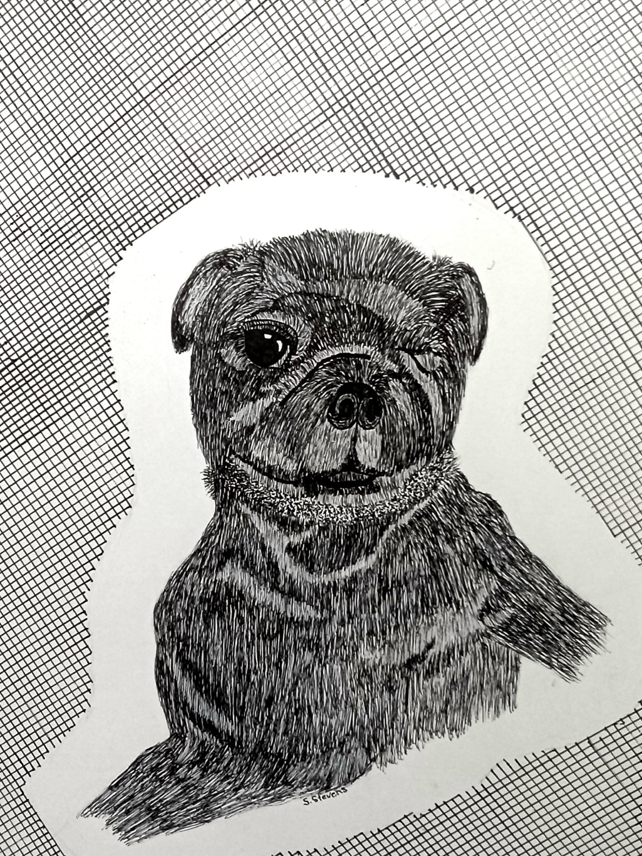 Handcrafted pen and ink drawing of a pug dog named Stormy on a piece of paper.