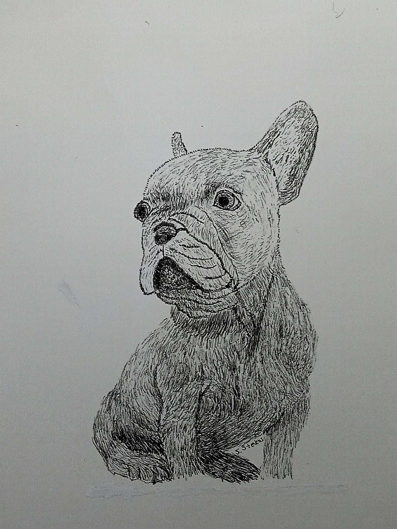Print of pen and ink drawing of A Boston Terrier named Tito.