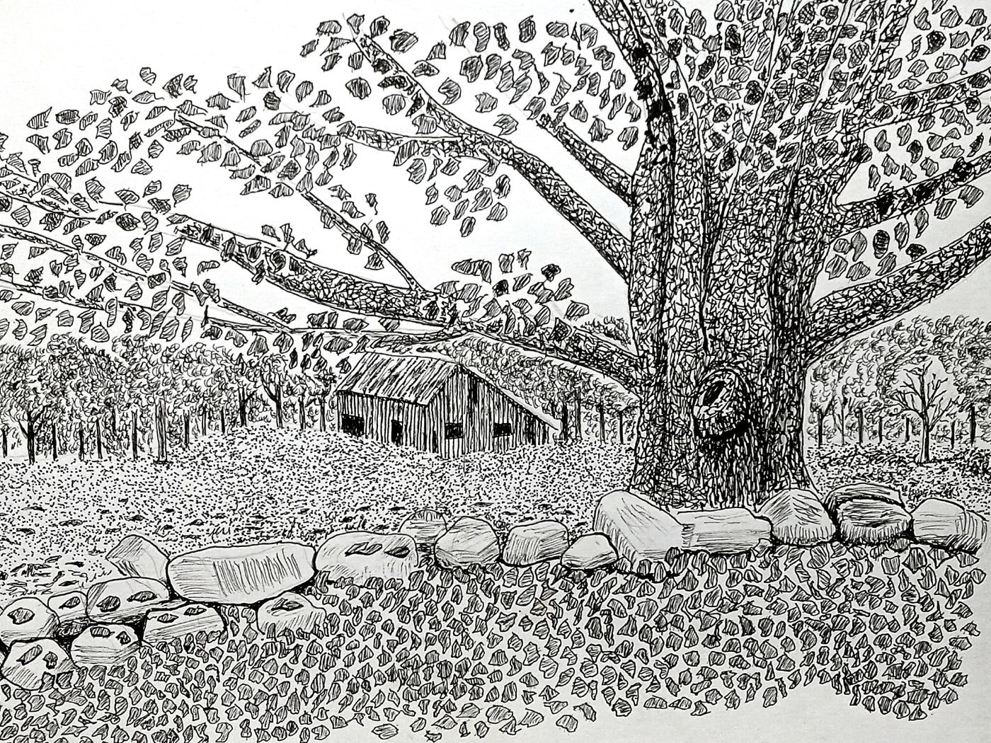 A pen and ink drawing of a tree and a barn, with surrounding foliage and a stone wall.