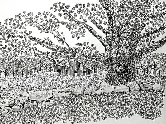 A pen and ink drawing of a tree and a barn, with surrounding foliage and a stone wall.
